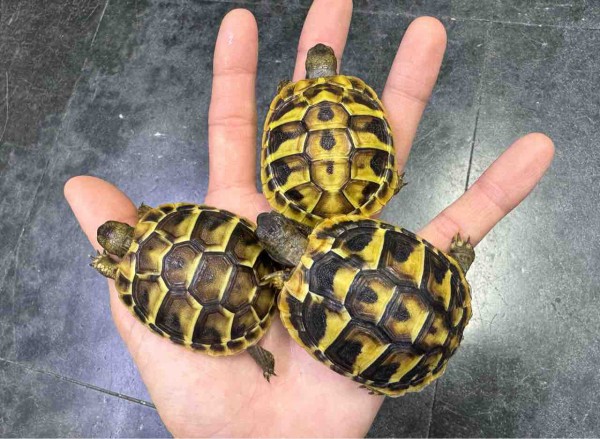 ハチクラサービスデー開催！】リクガメ 在庫紹介！飼育セットと同時