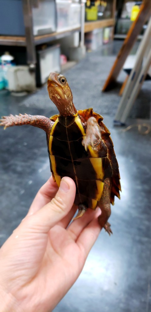 カメ新入荷 爬虫類倶楽部大宮店公式ブログ