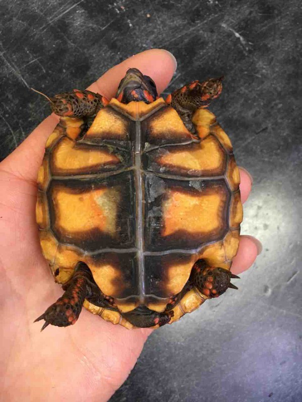 カメページ Amazon | ☆Jxi08JZ立体カプセル百科事典原色爬虫類カメ目図鑑全