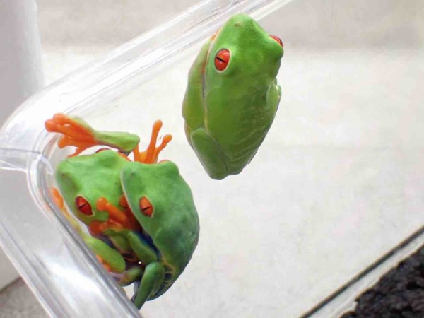 カエル新着‼️激アツ入荷きた🔥🔥 : 爬虫類倶楽部大宮店公式ブログ
