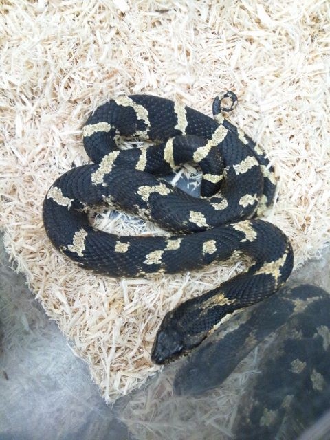 深田のいちおし情報 60 ししばな 爬虫類倶楽部大宮店公式ブログ