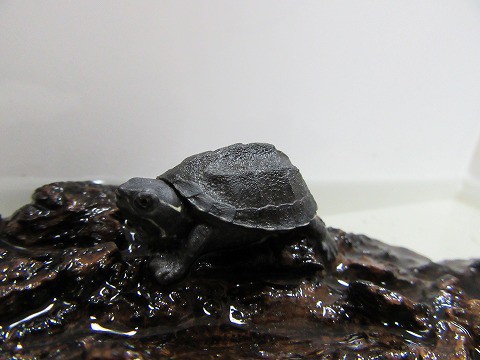 アメリカンなやつら新入荷 爬虫類倶楽部大宮店公式ブログ