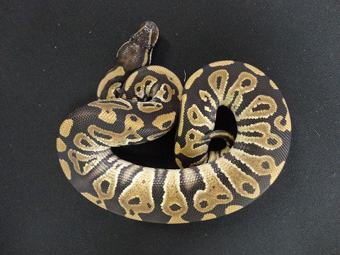 ボールパイソン新入荷 パネルヒーターのセール開催中 爬虫類倶楽部大宮店公式ブログ