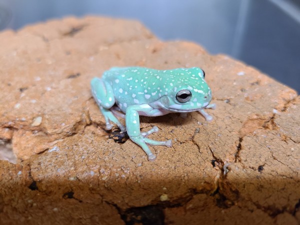 両生類新入荷 ミツヅノ マレーコノハ マレーハラボシ サビトマト オススメ生体の紹介 爬虫類倶楽部大宮店公式ブログ