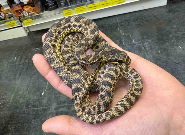 ヘビ新入荷！ マレースジオに激怒ホソツラなど少数精鋭