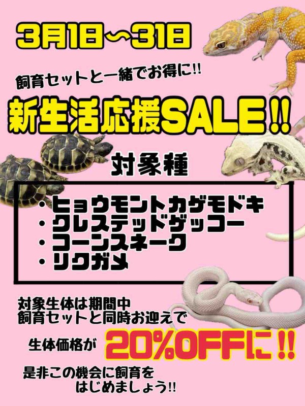 値下げ】爬虫類 飼育セット