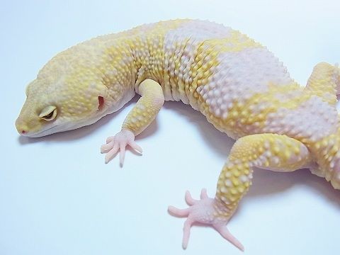 おっ と声が出る Geckos Etcブリード レオパ ニシアフ編 画像もｕｐ完了 ショッピングカートｕｐ 爬虫類倶楽部仙台店ブログ