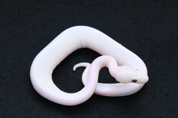 在庫生体紹介！！】在庫ボールパイソンを一挙に紹介！ : 爬虫類倶楽部