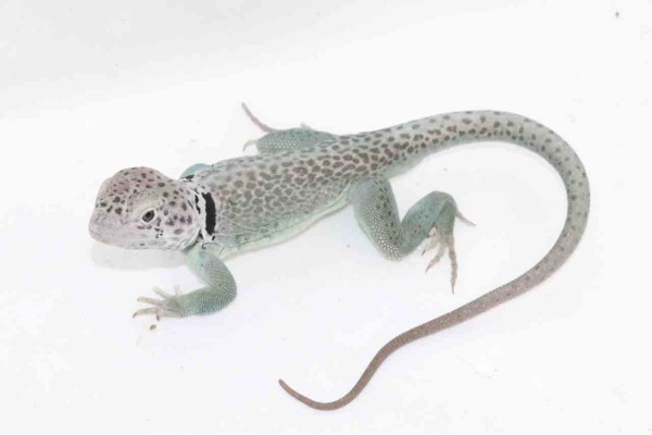 新入荷 トカゲ ヘビ 爬虫類クラブｊ千葉ニュータウン店