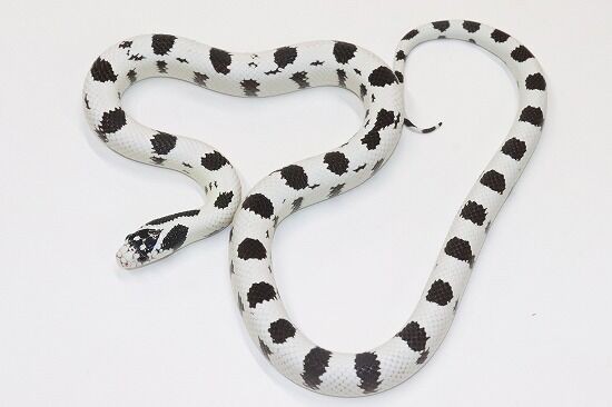 超速報 新入荷 ヘビ 爬虫類クラブｊ千葉ニュータウン店