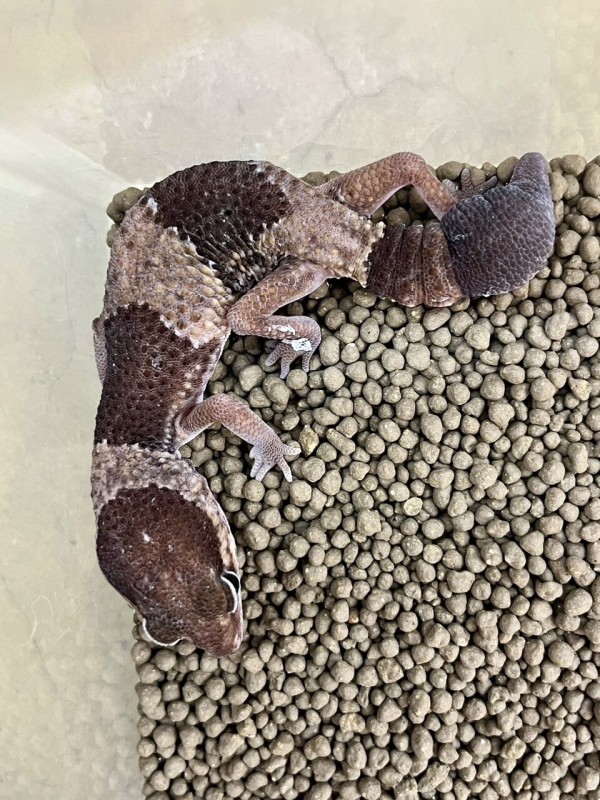 新着生体！！ イボヨルトカゲその他！！ : 爬虫類クラブJ千葉ニュー