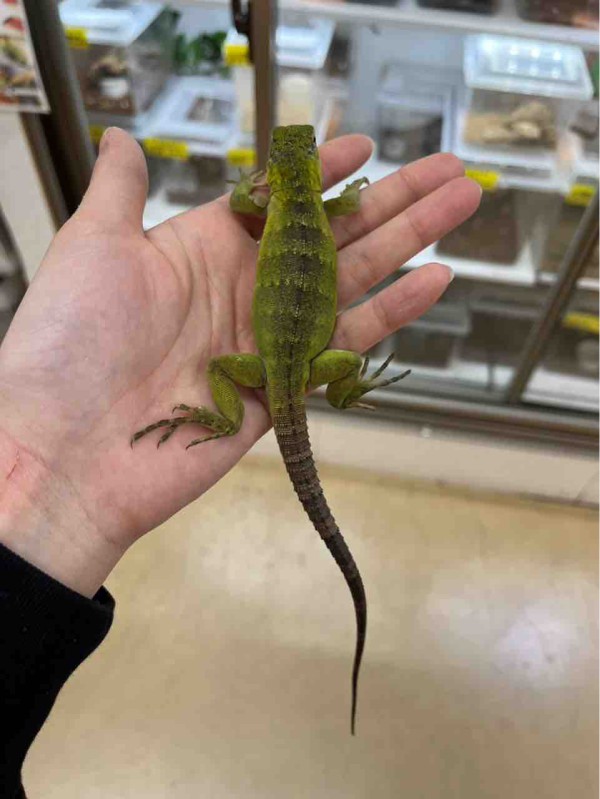 トカゲ 在庫紹介！ : 爬虫類クラブJ千葉ニュータウン店