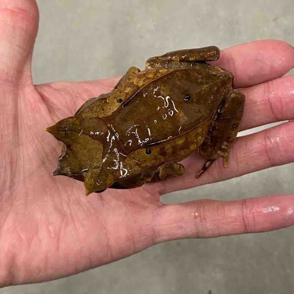 カエル新着と在庫ご紹介～ : 爬虫類クラブJ吉岡店