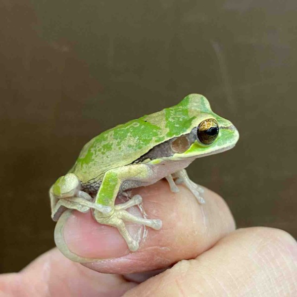 カエル新着と在庫ご紹介～ : 爬虫類クラブJ吉岡店