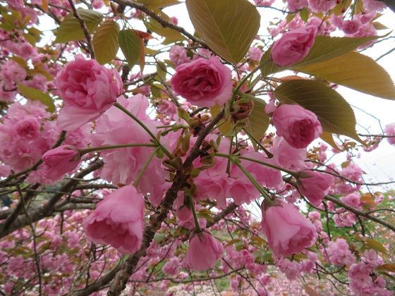 一心寺 の八重桜 大分市車旅 愛犬ナナとハチコのワンダフルわん生 旅ブログ