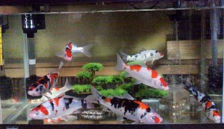 １ ５ ペット錦鯉の水槽の水替え 丸新養鯉場ブログ