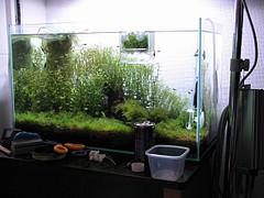 このぉヴぁかエビどもめぐぅぁ エビとかを育てる日記