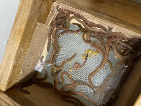 エサのジャリメを生かしておく作戦 5 いいたいほうだい エサのジャリメを生かしておく作戦 5 いいたいほうだい