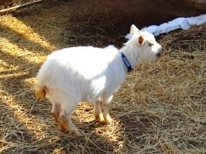 ぼげげぇぇぇぇ っ ハイジの村blog