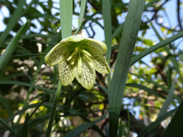 今年の貝母は小振りです 稲俳句会 今年の貝母は小振りです 稲俳句会