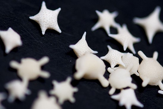 小浜島生き物通信58 星の砂 はいむるぶしスタッフブログ