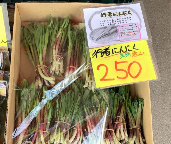 まさパパ出品山菜ハンターが選んだ行者にんにく　北海道函館産　4000グラム まさパパ様専用出品山菜ハンターが選んだ行者にんにく 北海道