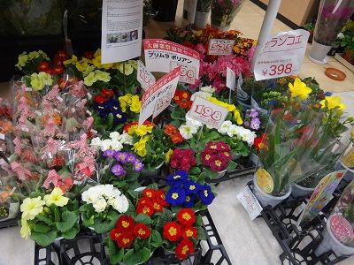 函館 フラワーショップ サクラダ イトーヨーカドー函館店 函館無限1up