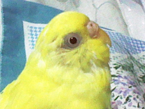 フワモコインコの可愛い仕草を厳選 琥珀蘭柚子blogインコの秘密基地２