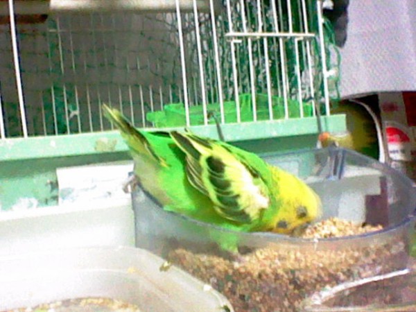 夏の魅力的な可愛い仕草と美尻見せプロインコ達のテクニック 琥珀蘭柚子blogインコの秘密基地２