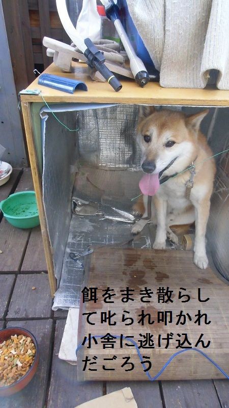 愛情不足 ごろう犬のパニック悲鳴 白山神駈道の風露草 白山神駈道の風露草 かみかけみちのふうろそう