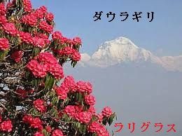 ネパールヒマラヤ（1） 東部 白山探し世界の山ウエブで放浪 （117