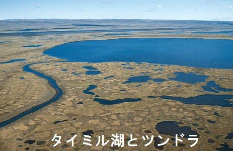 世界の山 ウェブで放浪 その10 シベリア連邦管区1 10月革命島 白山神駈道の風露草 白山神駈道の風露草 かみかけみちのふうろそう