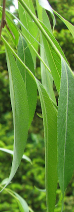 裏葉柳 着物のよろず 針箱
