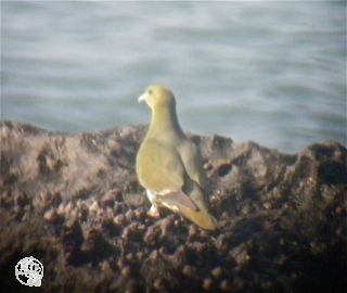 山鳩色 : 着物のよろず 針箱