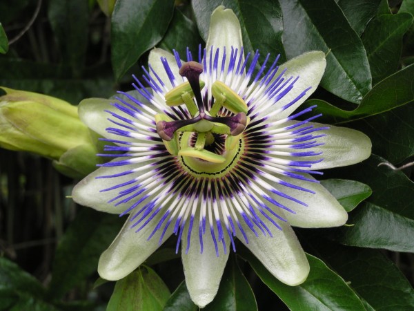 花騎士 お題 未実装で真面目に花騎士として実装して欲しいお花点呼 理由も添えて フラワーナイトガール攻略2chまとめ速報