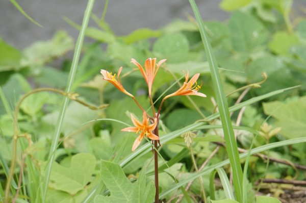 花騎士 お花のいろんな別名 フラワーナイトガール攻略2chまとめ速報