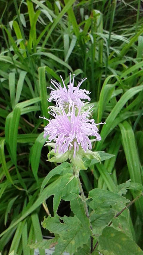 花騎士 植物園の写真 フラワーナイトガール攻略2chまとめ速報