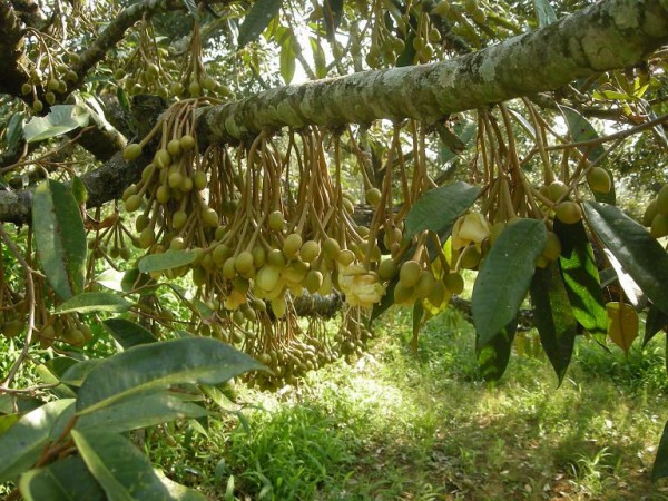 花騎士 果物系花騎士といえば ドリアンさん フラワーナイトガール攻略2chまとめ速報