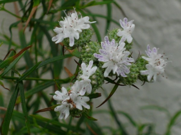 花騎士 5番ちゃんはマウンテンミント フラワーナイトガール攻略2chまとめ速報