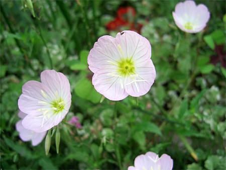 無料印刷可能エノテラ 花 最高の花の画像