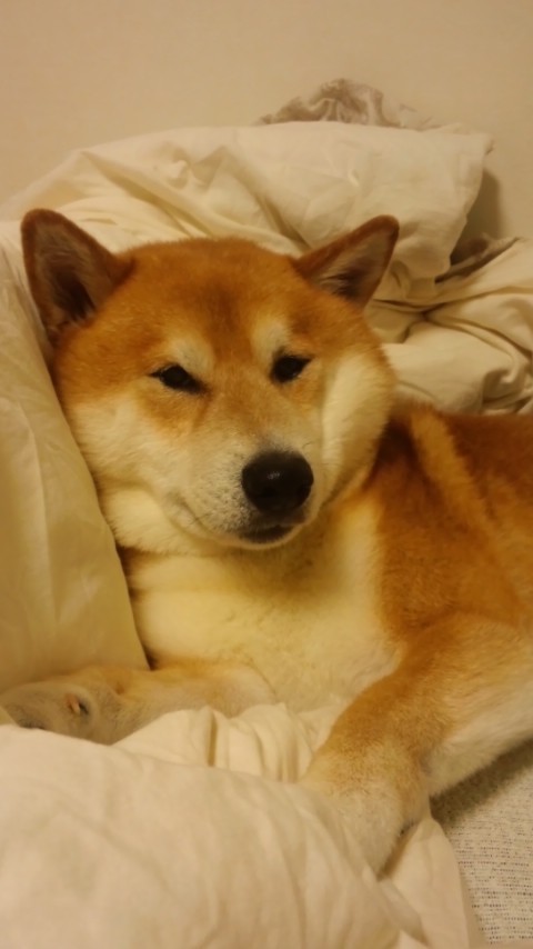 異物が 柴犬トキまるタカまる12歳 異物が 柴犬トキまるタカまる12歳
