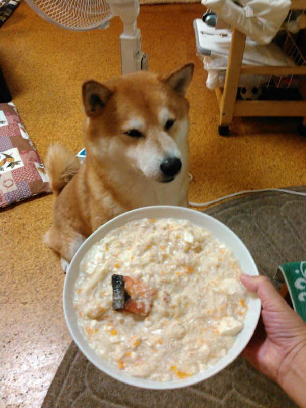 犬大好き そうめん 柴犬トキまるタカまる10歳