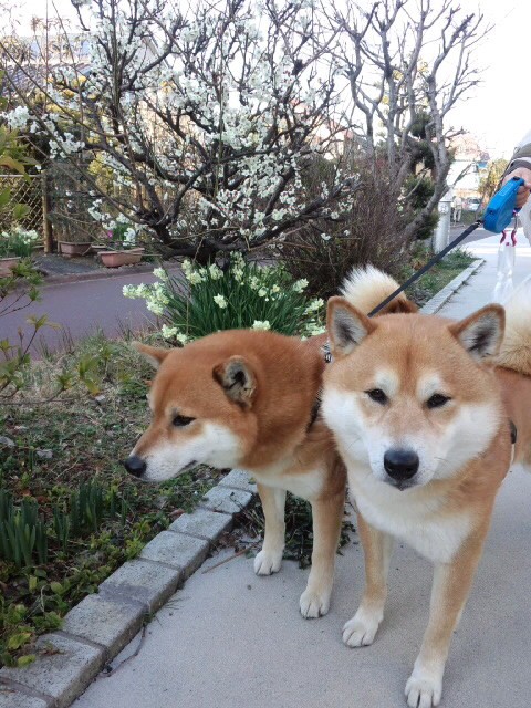 犬の腹巻 生体 目つきが険しい 柴犬トキまるタカまる10歳 犬の腹巻 生体 目つきが険しい 柴犬トキまるタカまる10歳