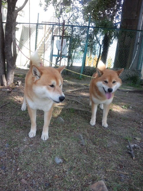 お腹すいたり痩せたり 柴犬トキまるタカまる11歳