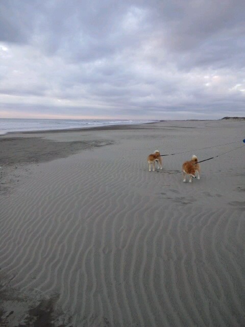 九十九里浜の夜明け 柴犬トキまるタカまる10歳