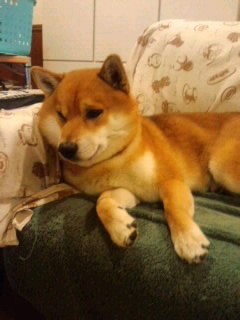 グリグリと頭を押し付けるスタイル 柴犬トキまるタカまる11歳