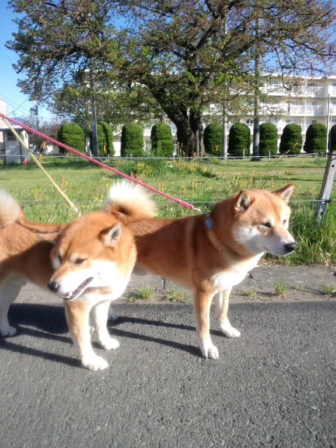 太った痩せた 柴犬トキまるタカまる11歳 太った痩せた 柴犬トキまるタカまる11歳
