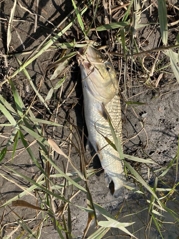 21年8月28日 29日の釣果 揖斐川 のりおの吸い込みで巨鯉待つ 21年8月28日 29日の釣果 揖斐川 のりおの吸い込みで巨鯉待つ