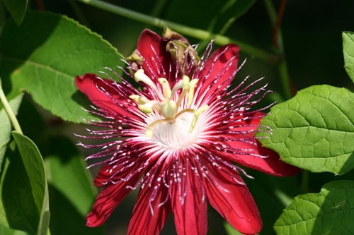 盛夏の花便りー 果物時計草 濱ちゃんの花日記