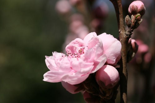 麻溝公園の花桃ー 照手姫 濱ちゃんの花日記